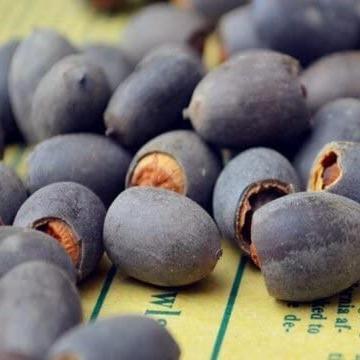 Gemengde gekleurde lotuszaden voor bonsaikom