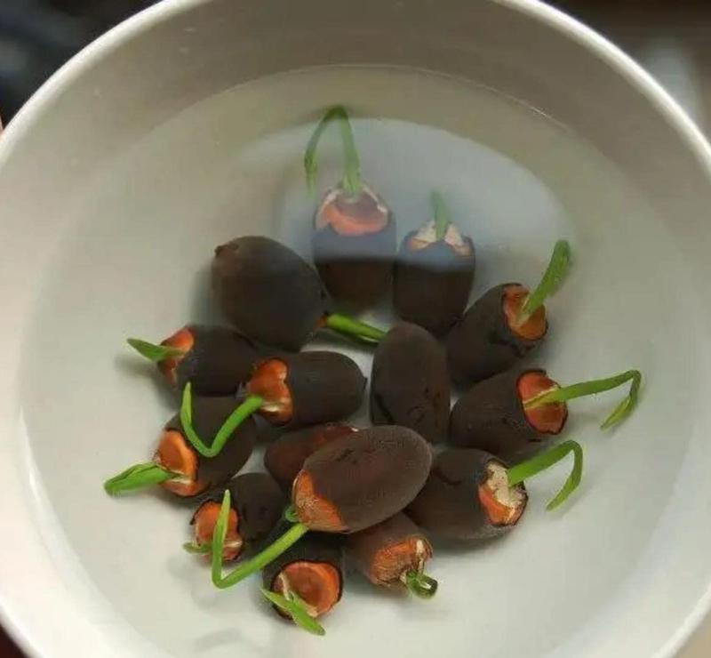 Gemengde gekleurde lotuszaden voor bonsaikom
