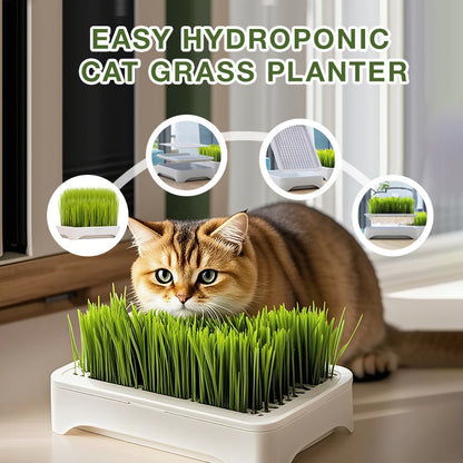 Eenvoudige Kweekbak voor Hydrocultuur Kattengras