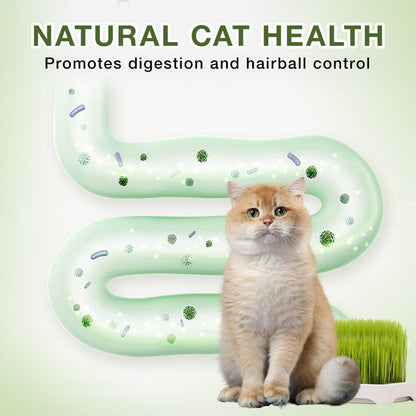 Eenvoudige Kweekbak voor Hydrocultuur Kattengras