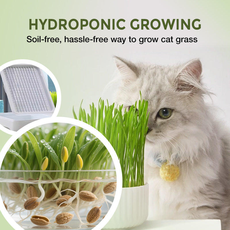 Eenvoudige Kweekbak voor Hydrocultuur Kattengras