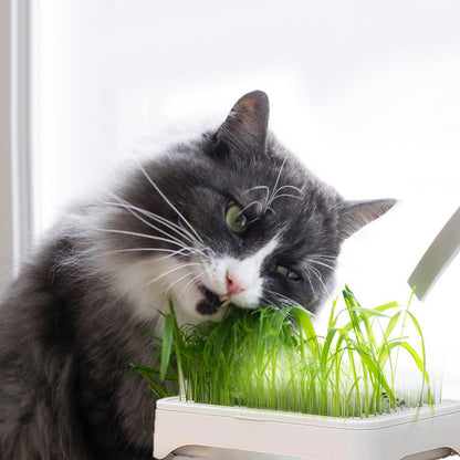Eenvoudige Kweekbak voor Hydrocultuur Kattengras