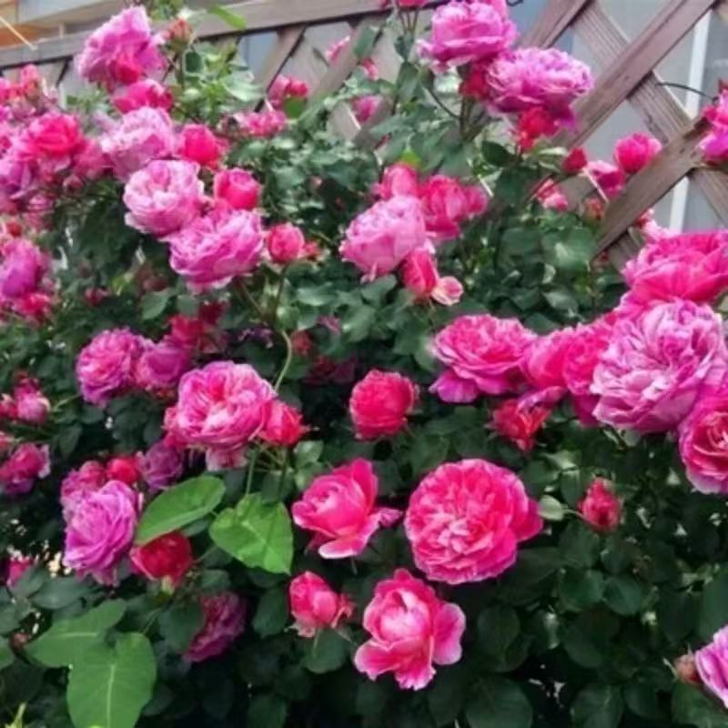 Zaden voor bloeiende kamerplanten