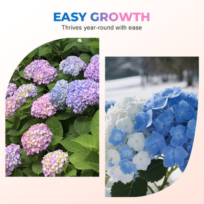 Gemengde Kleuren Hortensia Zaden