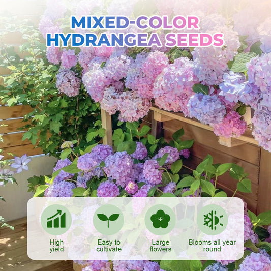 Gemengde Kleuren Hortensia Zaden
