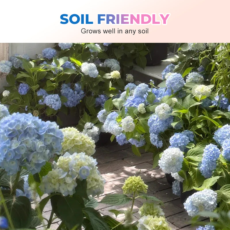 Gemengde Kleuren Hortensia Zaden