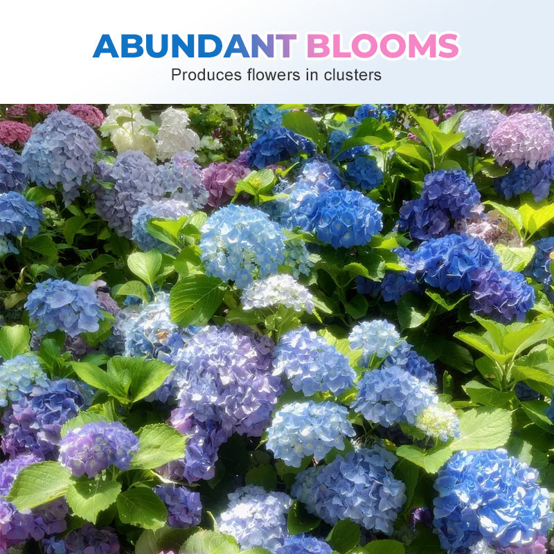 Gemengde Kleuren Hortensia Zaden