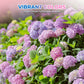 Gemengde Kleuren Hortensia Zaden