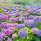 Gemengde Kleuren Hortensia Zaden
