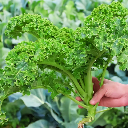 Niet-GMO Eetbare Boerenkoolzaadjes