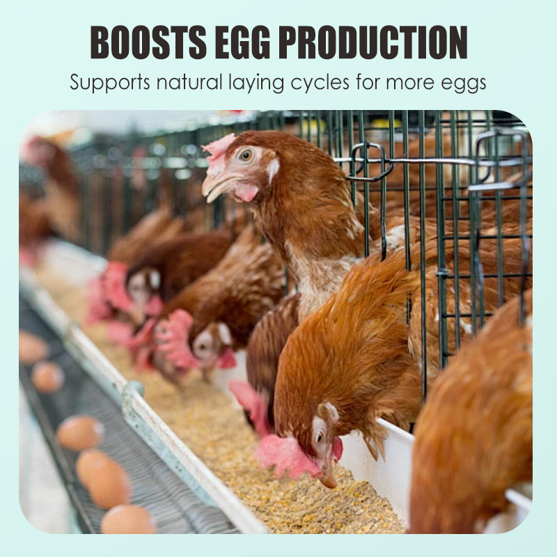 🐓🥚Ei-booster voedingssupplement