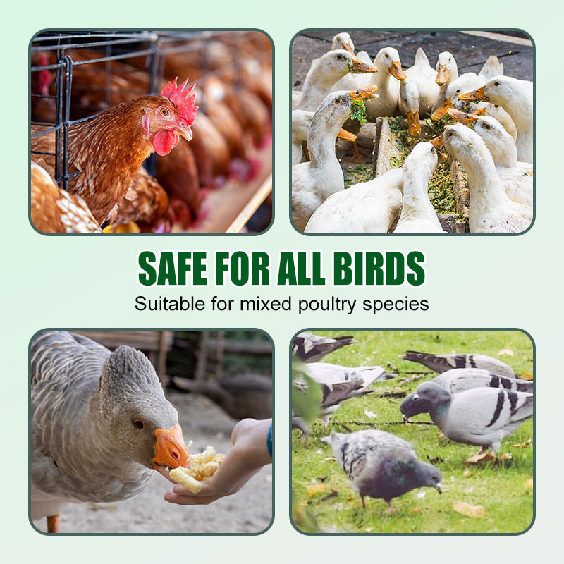 Anti-pik Voedingssupplement voor Kippen