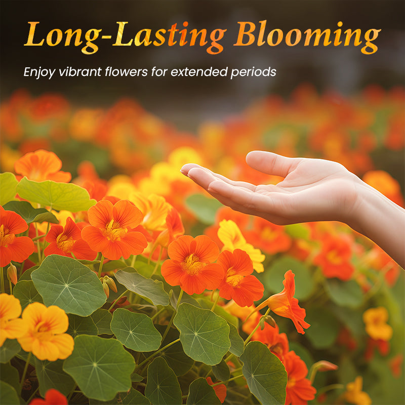 Oost-Indische kers zaden om te planten