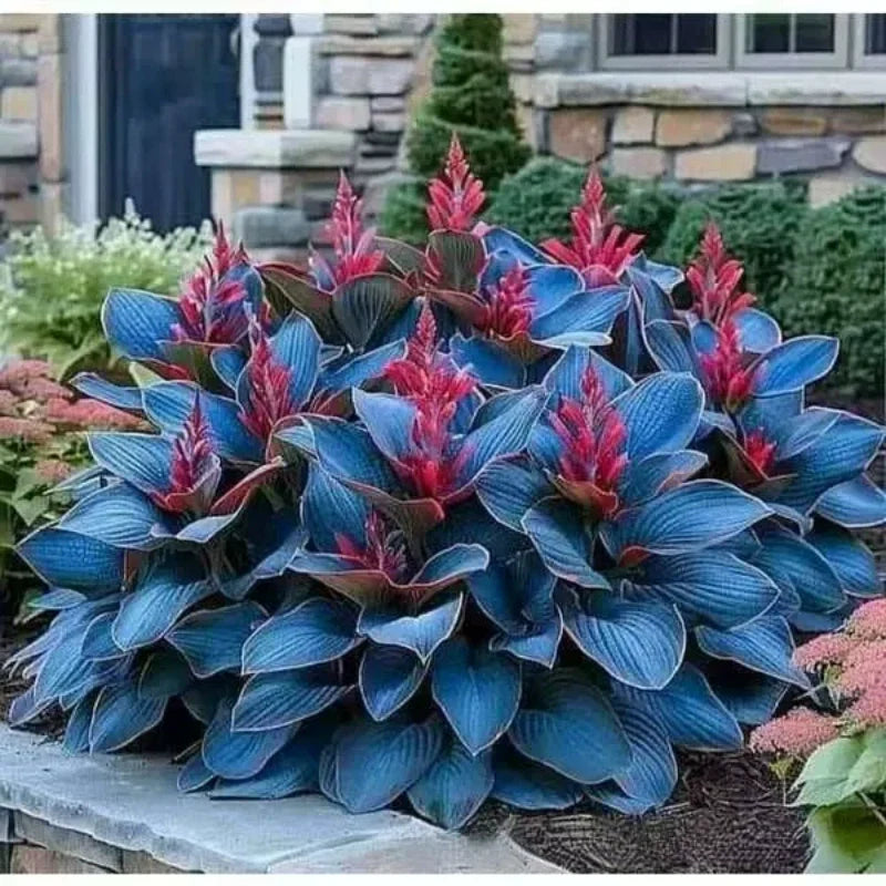 Makkelijk te kweken Hosta-zaden voor tuinen