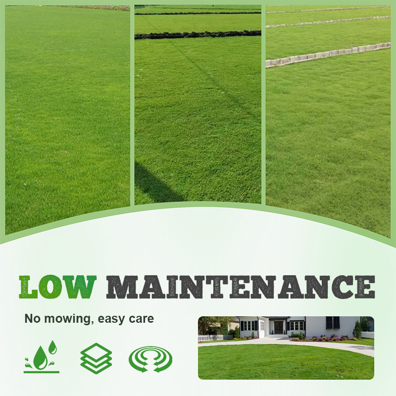 🌱 Koudebestendige, droogtebestendige, huisdiervriendelijke tuingraszaden - groenblijvende gazongraszaden