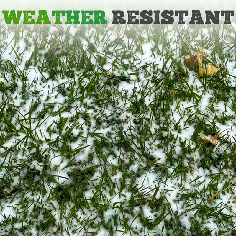 🌱 Koudebestendige, droogtebestendige, huisdiervriendelijke tuingraszaden - groenblijvende gazongraszaden