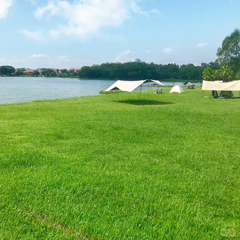 🌱 Koudebestendige, droogtebestendige, huisdiervriendelijke tuingraszaden - groenblijvende gazongraszaden