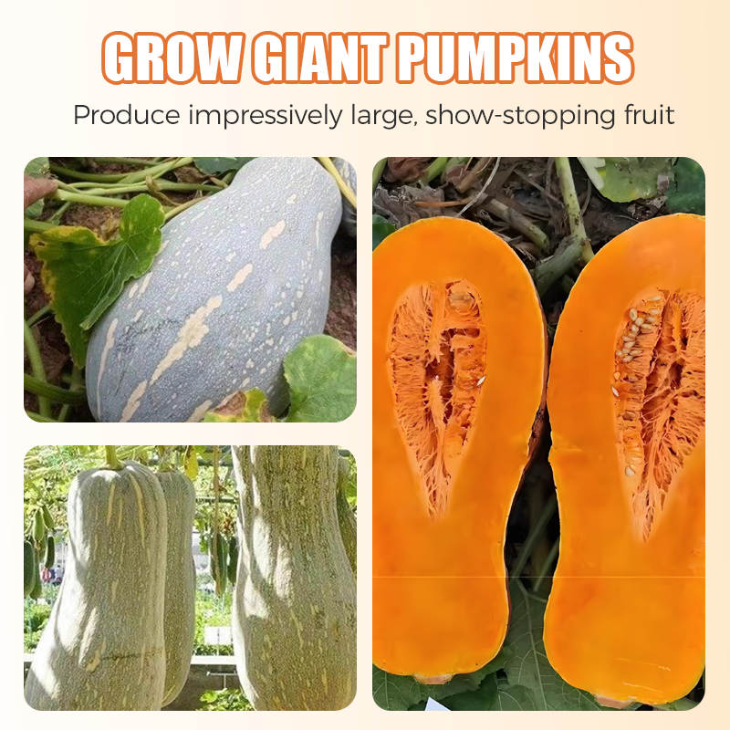 ✨ Reuzenpompoenzaden voor de tuin 🌱