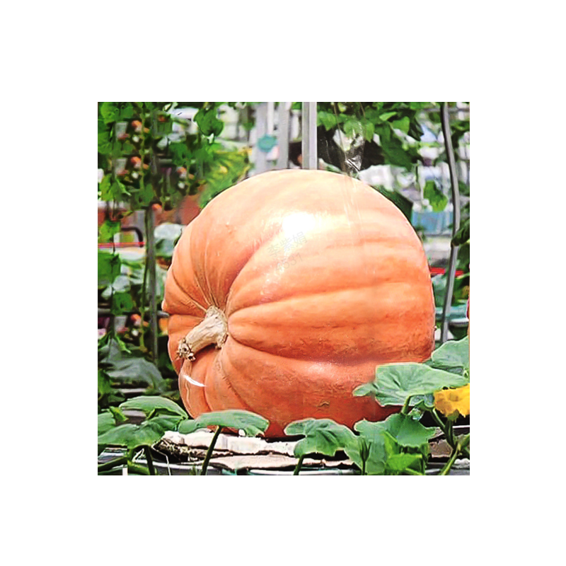 ✨ Reuzenpompoenzaden voor de tuin 🌱