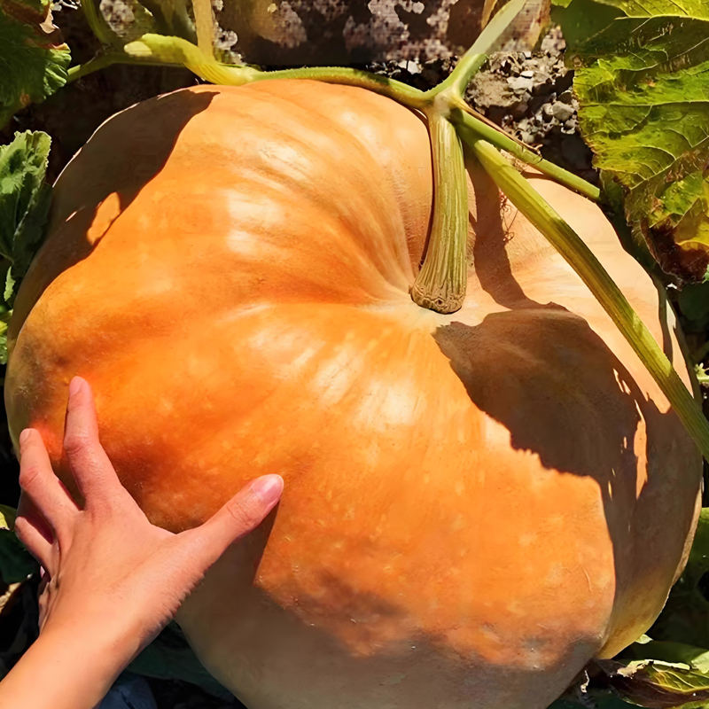 ✨ Reuzenpompoenzaden voor de tuin 🌱