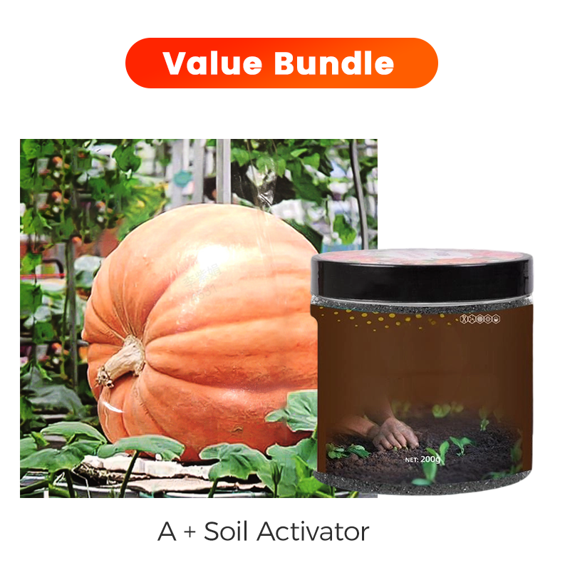 ✨ Reuzenpompoenzaden voor de tuin 🌱