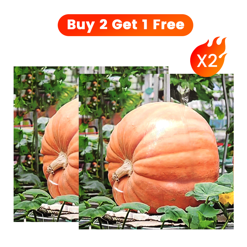 ✨ Reuzenpompoenzaden voor de tuin 🌱