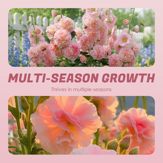 ✨ Zaai stokrooszaadjes🌱 en oogst een muur vol kleurrijke bloemen!🌺