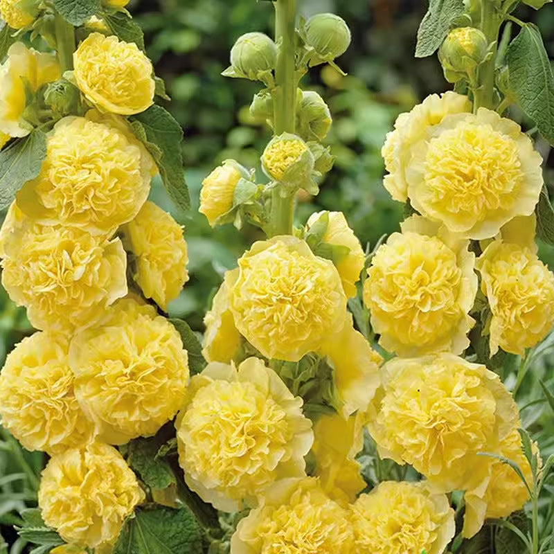 ✨ Zaai stokrooszaadjes🌱 en oogst een muur vol kleurrijke bloemen!🌺