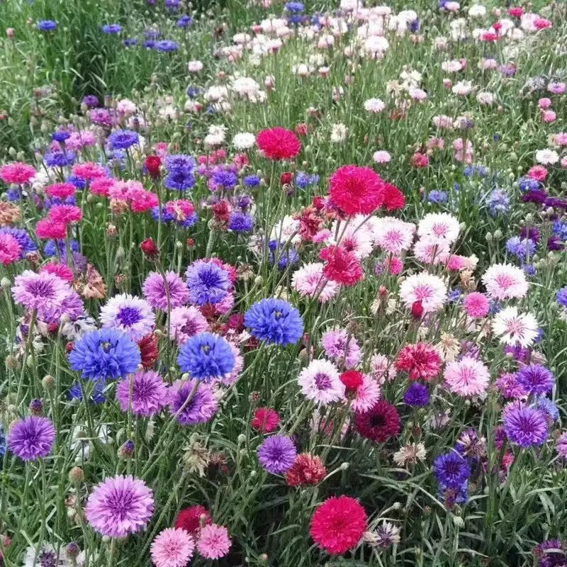 🌼 All-Season Blooming Cornflower Seeds voor tuine 🏡✨