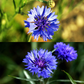 🌼 All-Season Blooming Cornflower Seeds voor tuine 🏡✨