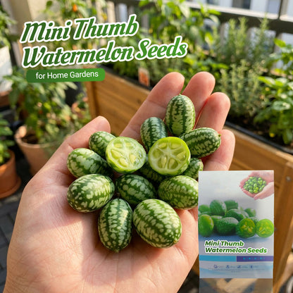 🍉【Mini-watermeloenzaden】— Elke hap barst van het sap! 🤩 Kweek deze saladefavoriet op je balkon! 💫✨