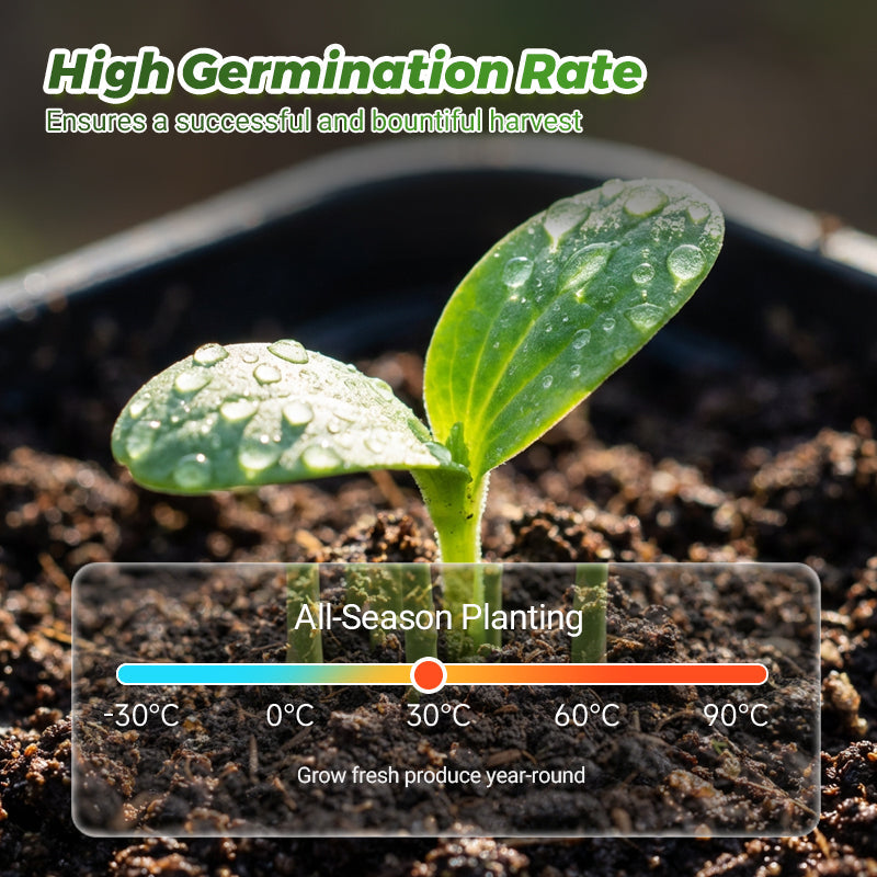 🍉【Mini-watermeloenzaden】— Elke hap barst van het sap! 🤩 Kweek deze saladefavoriet op je balkon! 💫✨