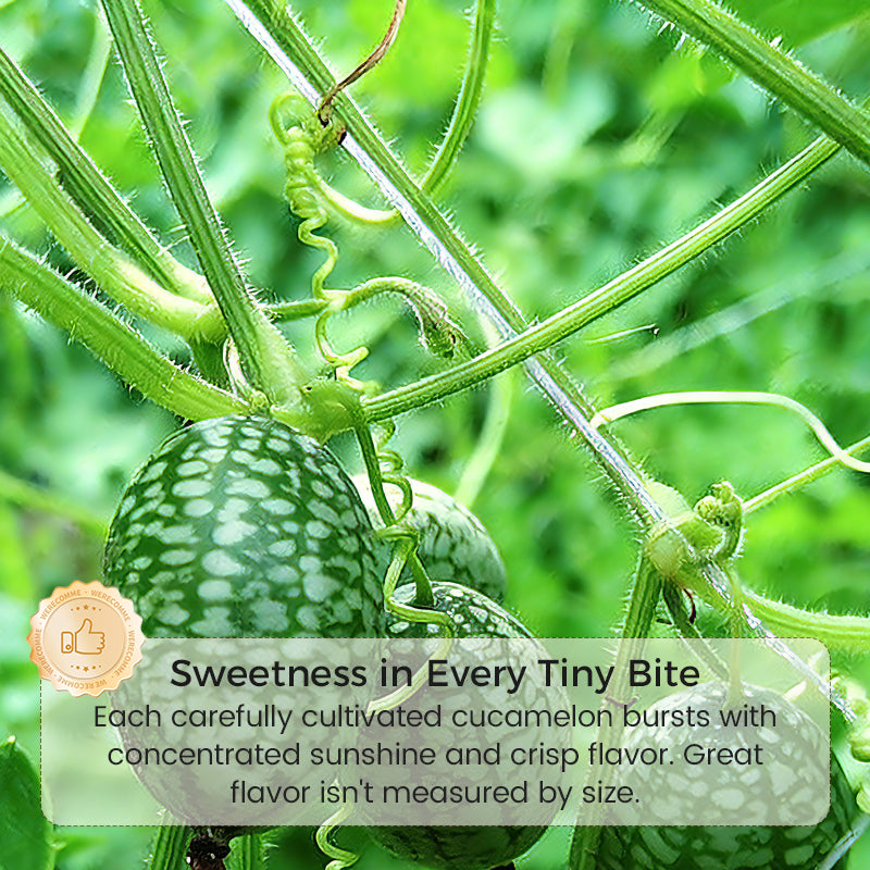 🍉【Mini-watermeloenzaden】— Elke hap barst van het sap! 🤩 Kweek deze saladefavoriet op je balkon! 💫✨