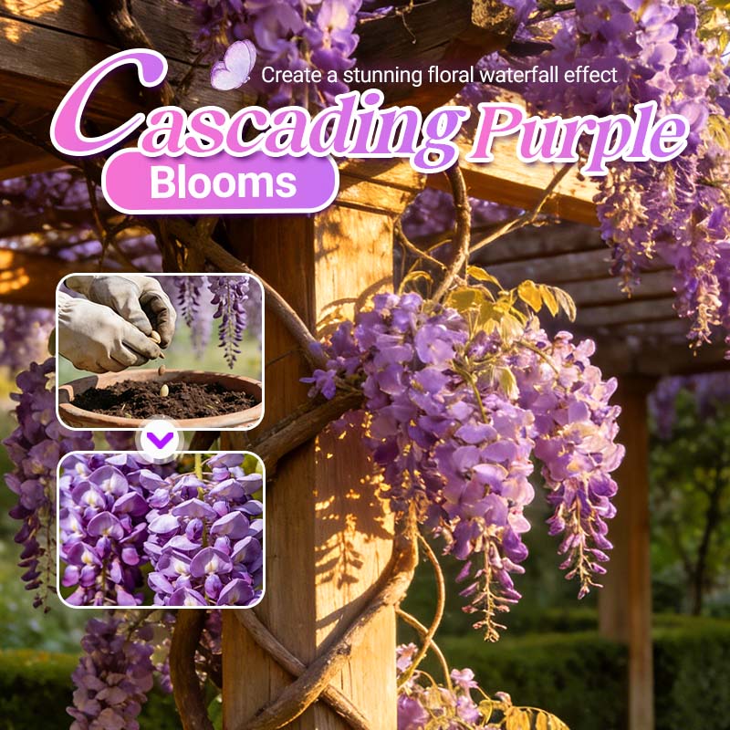 💜【Wisteria Waterfall Seeds】— Kweek je eigen Monet-tuin! 🌿✨