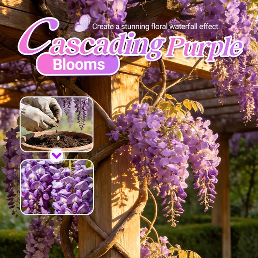 💜【Wisteria Waterfall Seeds】— Kweek je eigen Monet-tuin! 🌿✨