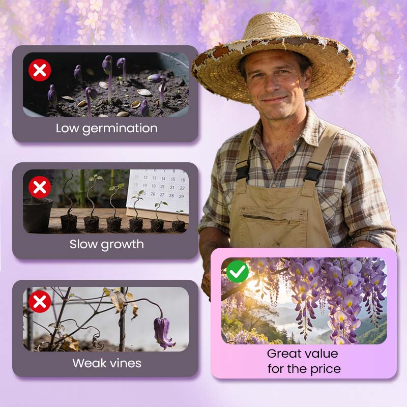 💜【Wisteria Waterfall Seeds】— Kweek je eigen Monet-tuin! 🌿✨