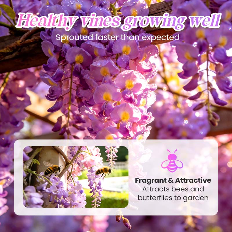 💜【Wisteria Waterfall Seeds】— Kweek je eigen Monet-tuin! 🌿✨