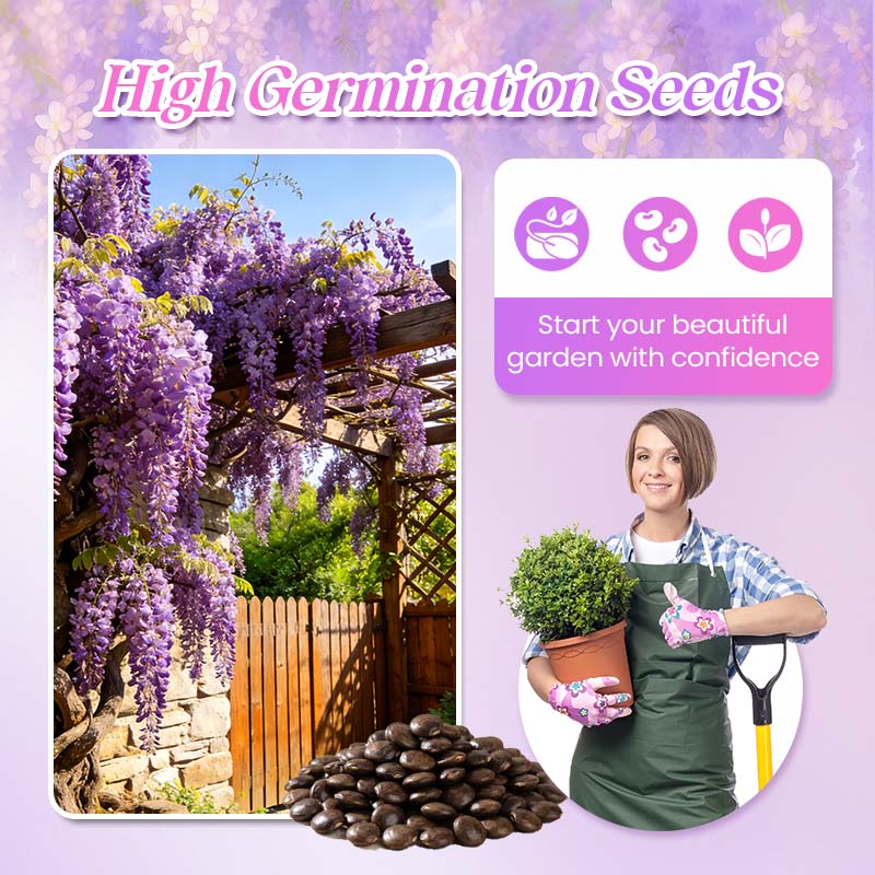 💜【Wisteria Waterfall Seeds】— Kweek je eigen Monet-tuin! 🌿✨