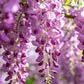 💜【Wisteria Waterfall Seeds】— Kweek je eigen Monet-tuin! 🌿✨
