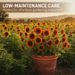 🌻【Gemakkelijk te kweken zonnebloempitten】✨—Breng de gouden tinten van Van Gogh tot leven in uw tuin!💫🌞