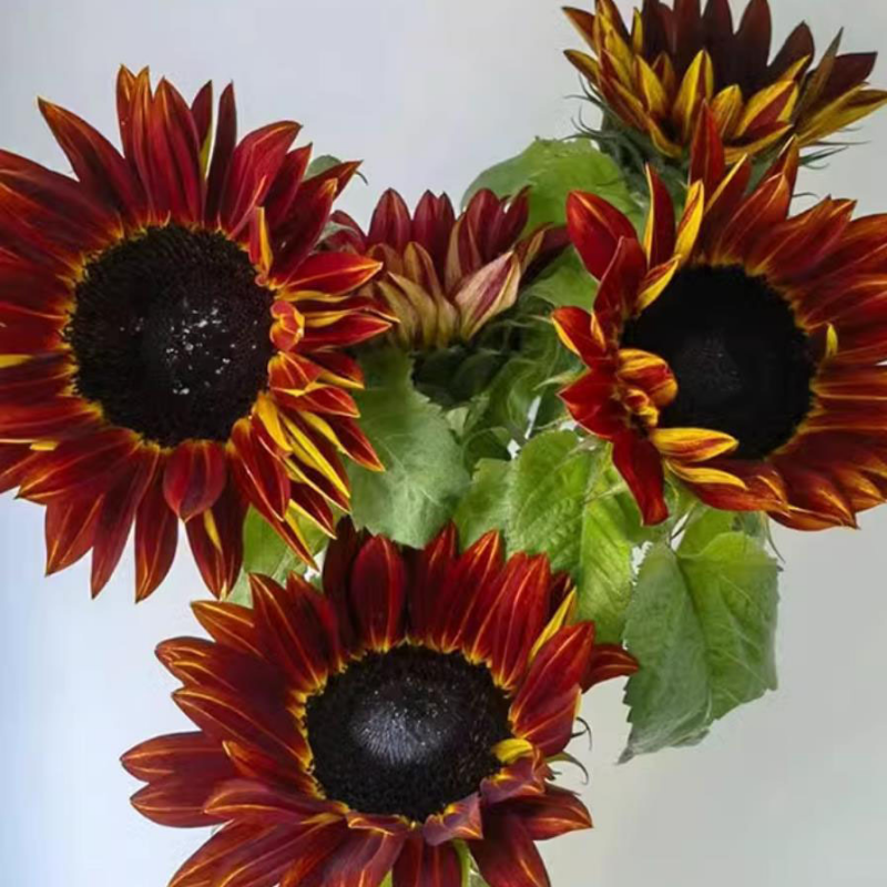 🌻【Gemakkelijk te kweken zonnebloempitten】✨—Breng de gouden tinten van Van Gogh tot leven in uw tuin!💫🌞