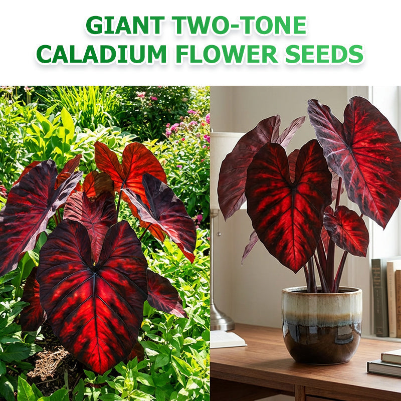 🌷Gigantische tweekleurige calla-leliezaadjes 💫— plant er één en laat het hele kanaal schitteren!✨