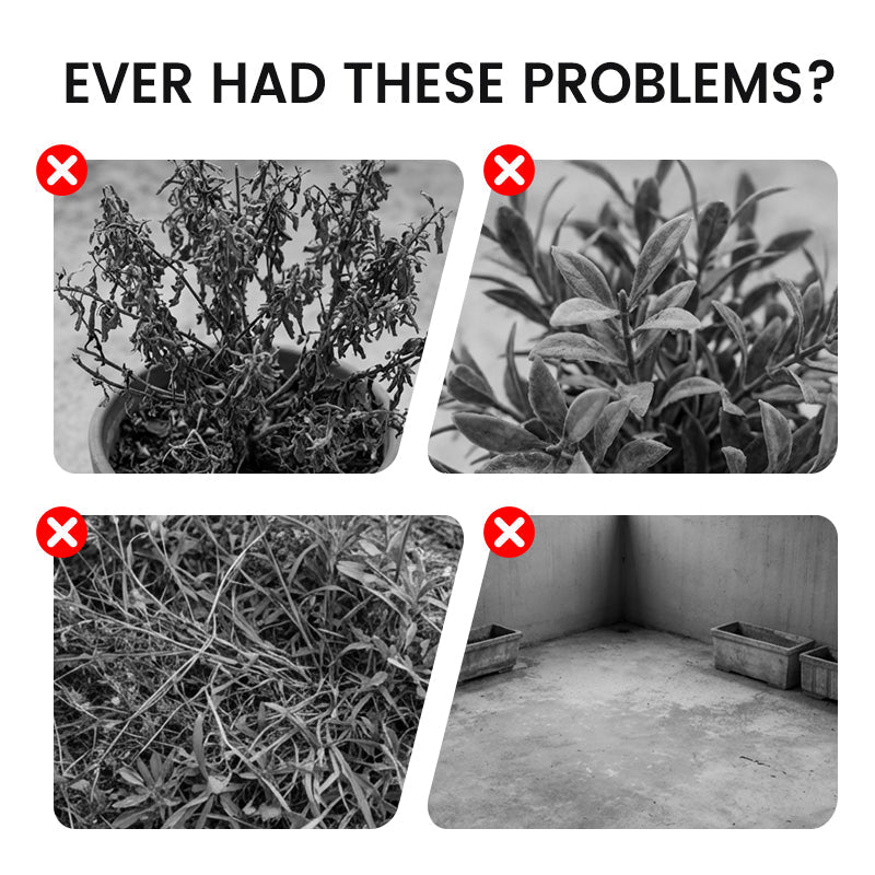 🌷Gigantische tweekleurige calla-leliezaadjes 💫— plant er één en laat het hele kanaal schitteren!✨