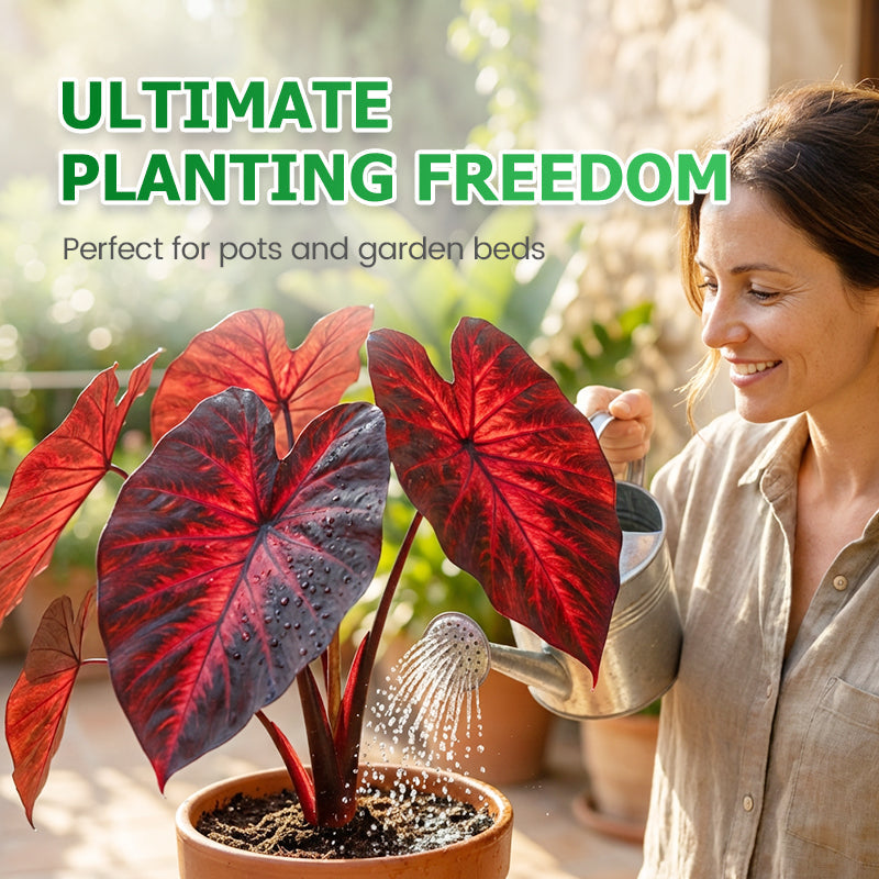 🌷Gigantische tweekleurige calla-leliezaadjes 💫— plant er één en laat het hele kanaal schitteren!✨