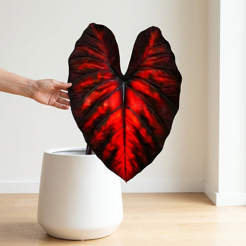 🌷Gigantische tweekleurige calla-leliezaadjes 💫— plant er één en laat het hele kanaal schitteren!✨