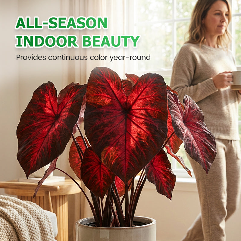 🌷Gigantische tweekleurige calla-leliezaadjes 💫— plant er één en laat het hele kanaal schitteren!✨