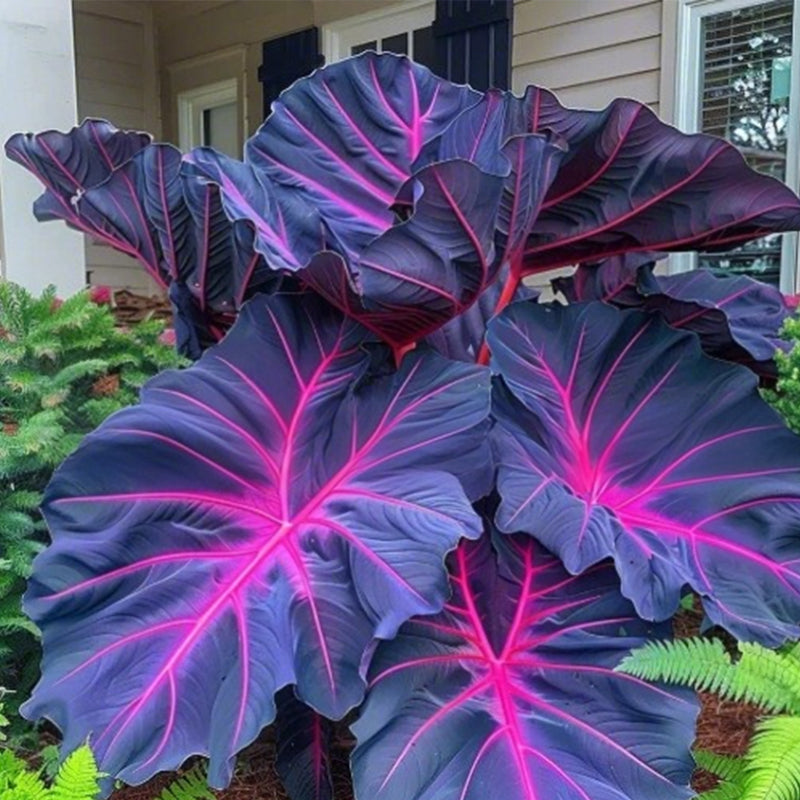 🌷Gigantische tweekleurige calla-leliezaadjes 💫— plant er één en laat het hele kanaal schitteren!✨