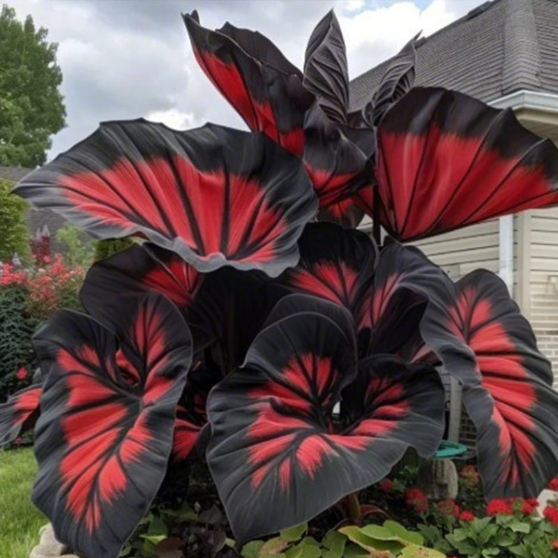 🌷Gigantische tweekleurige calla-leliezaadjes 💫— plant er één en laat het hele kanaal schitteren!✨