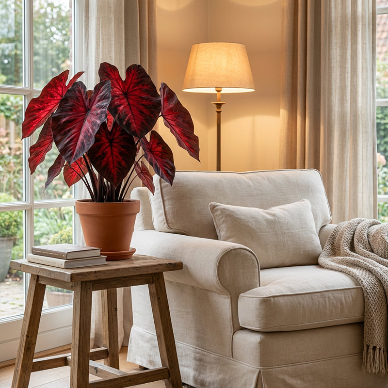 🌷Gigantische tweekleurige calla-leliezaadjes 💫— plant er één en laat het hele kanaal schitteren!✨