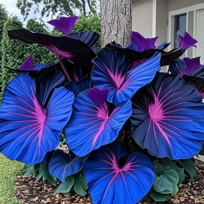 🌷Gigantische tweekleurige calla-leliezaadjes 💫— plant er één en laat het hele kanaal schitteren!✨